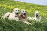 IRISH WOLFHOUND 212